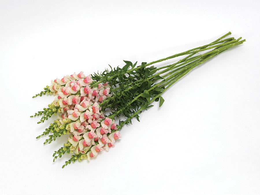 Snapdragon, Potomac Appleblossom