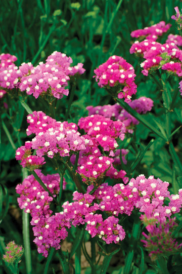 Statice QIS Rose