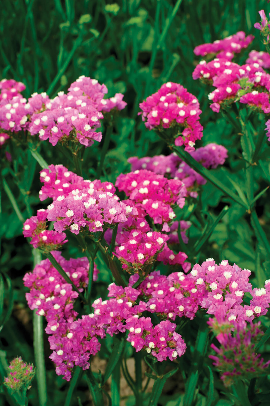 Qs Roses Statice QIS Rose – William Dam Seeds