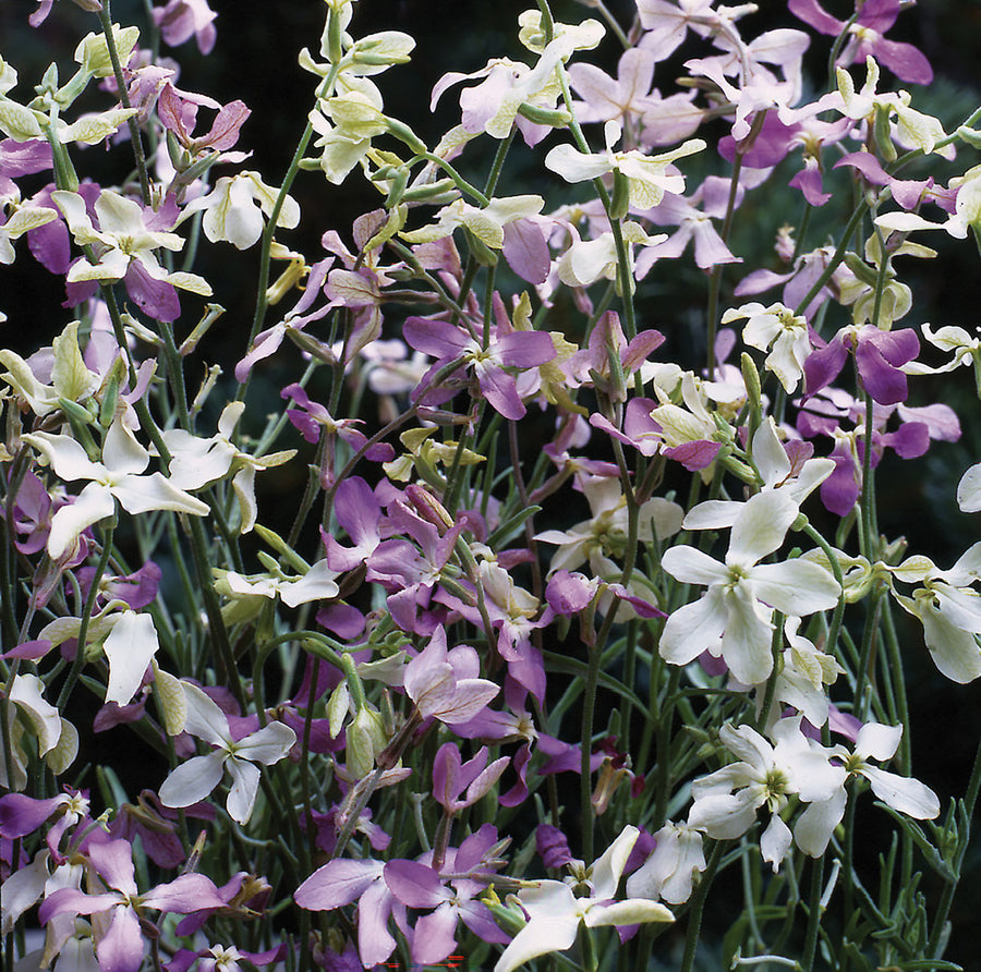 Stocks, Starlight Scentsation :SE