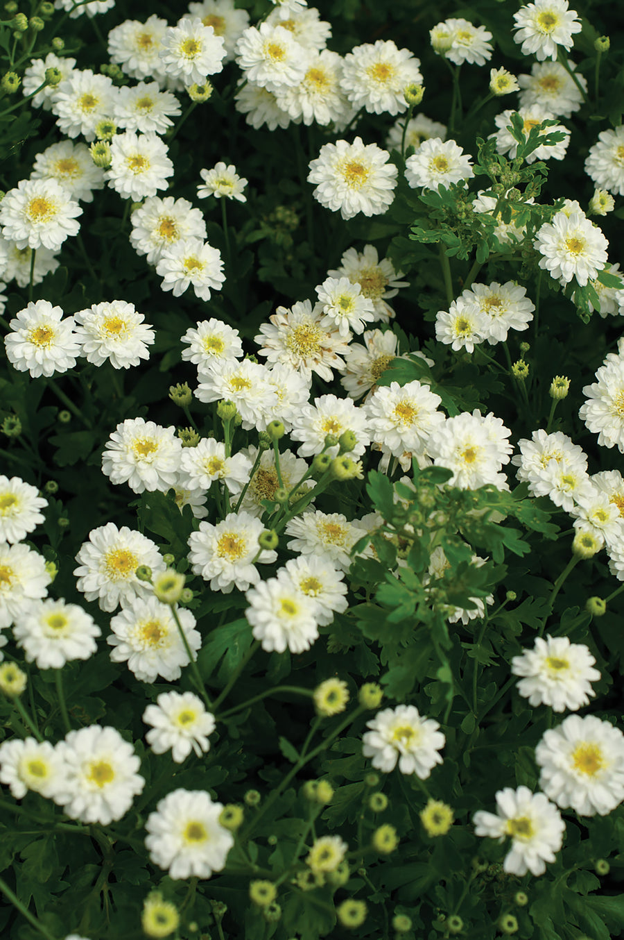 Tanacetum, QIS Tetra White Wonder