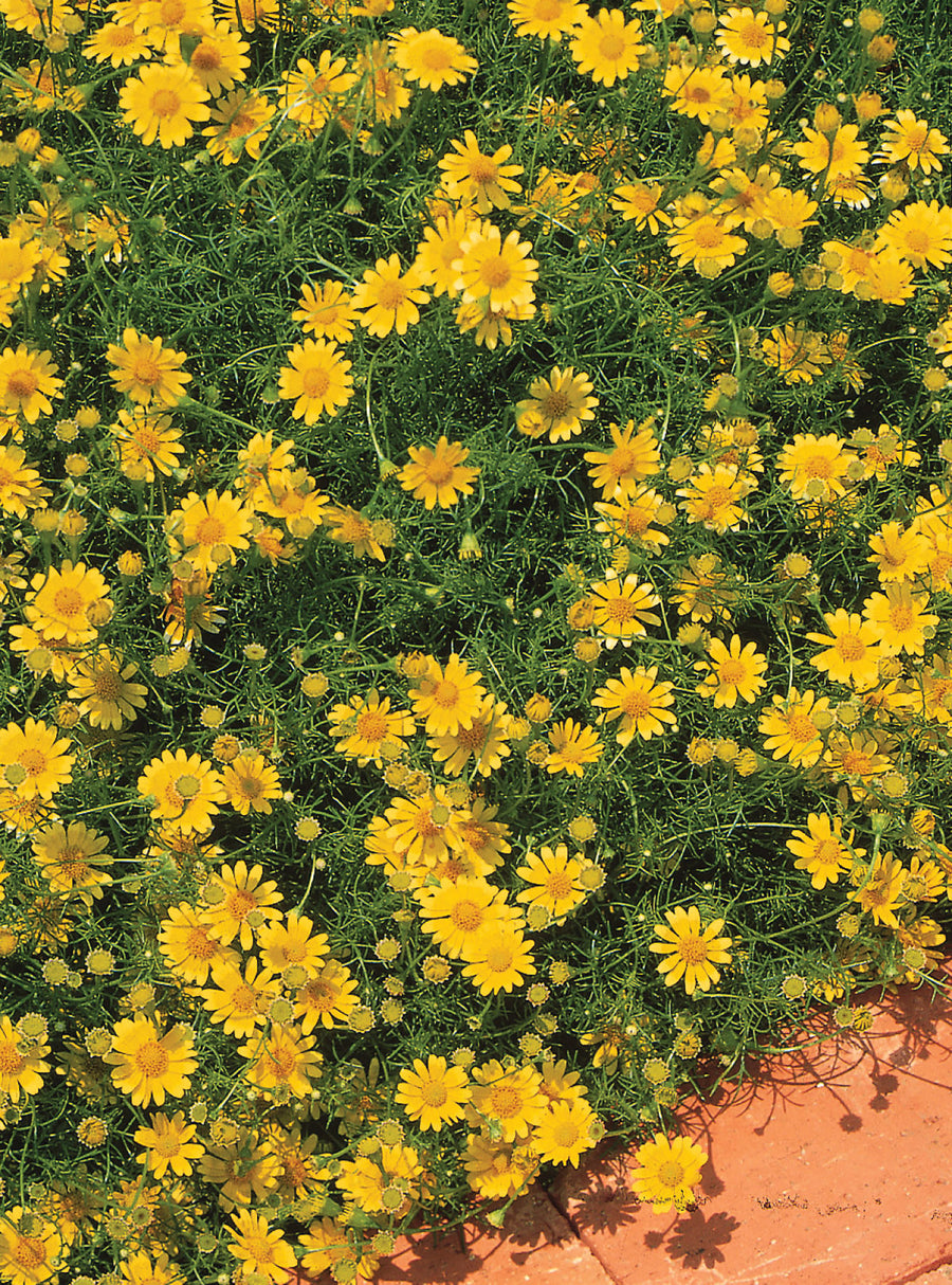 Thymophila, Golden Dawn:DC