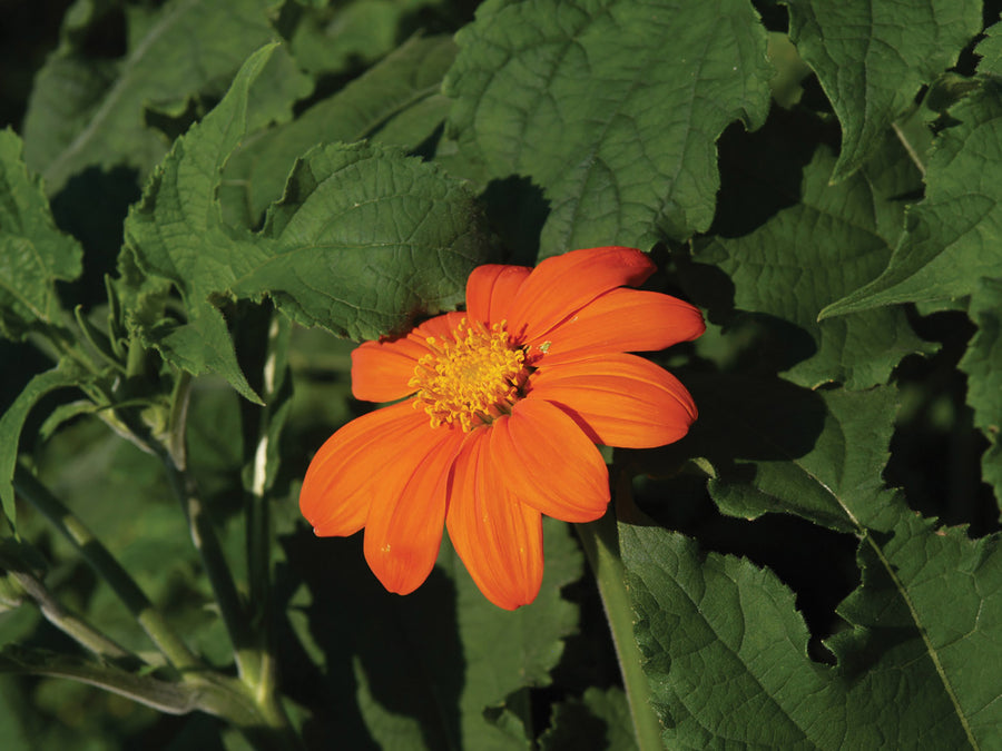 Tithonia, Goldfinger