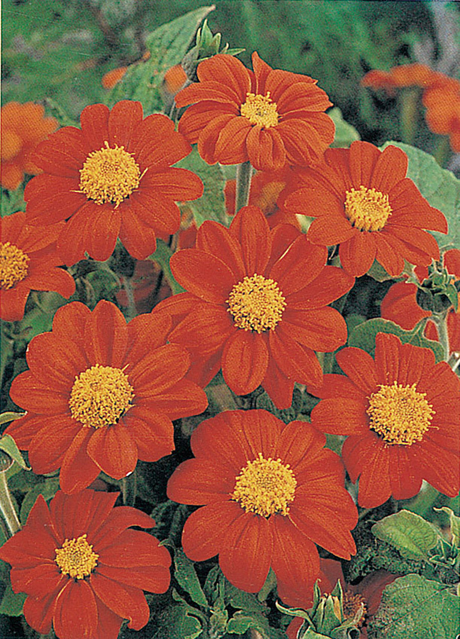 Tithonia, Goldfinger