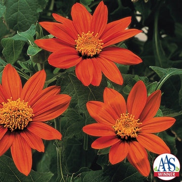 Tithonia, Fiesta del Sol