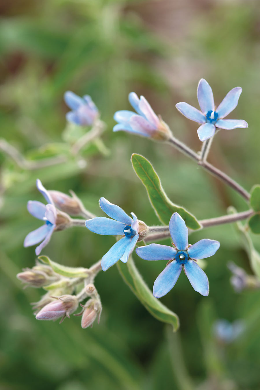 Tweedia, Heavenly Blue