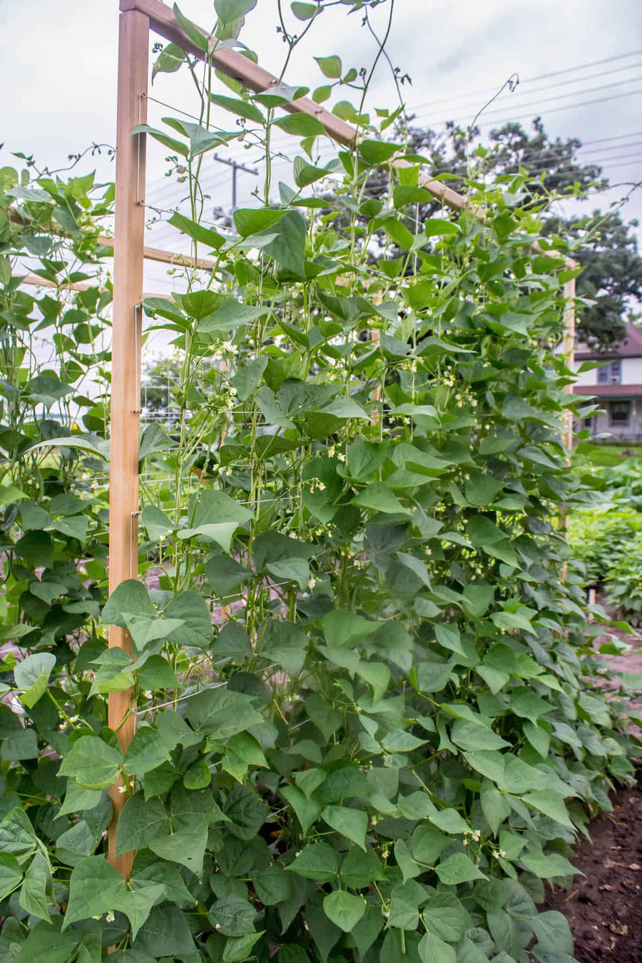 Pole Bean, Seychelles Organic