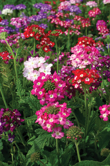 Verbena, Mammoth Mix