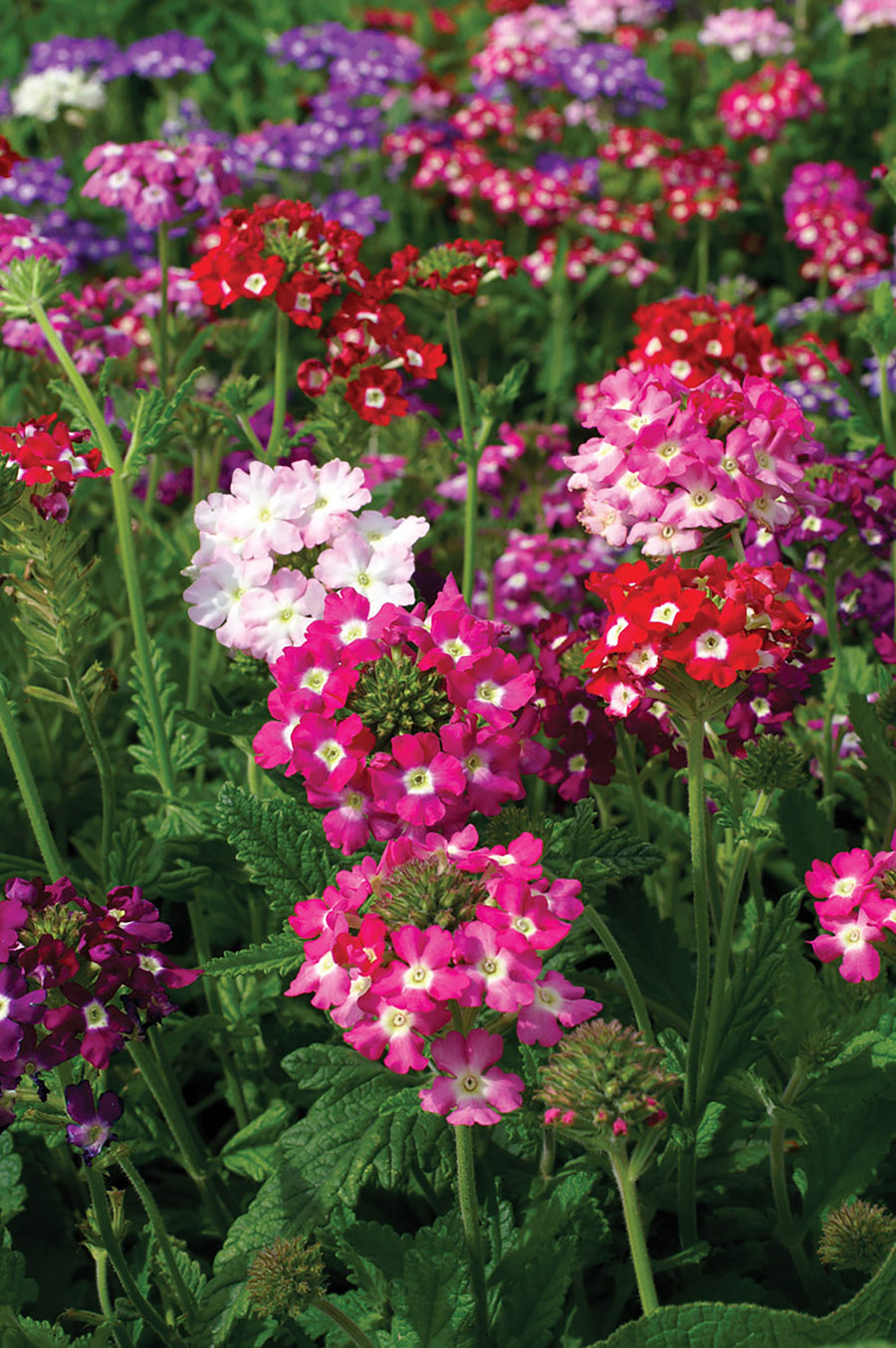 Verbena, Mammoth Mix