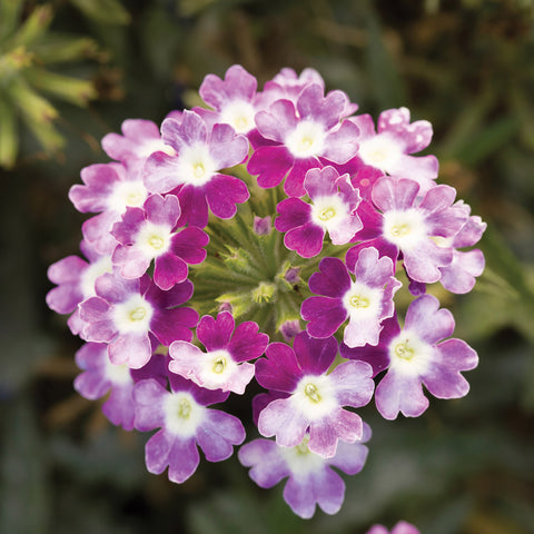 Verbena, Obsession Twister Purple