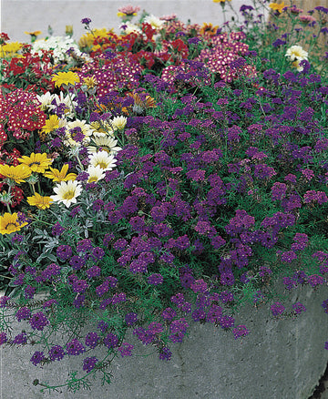 Verbena, Imagination