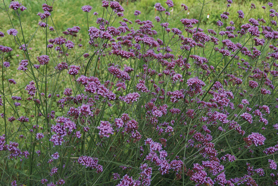 Verbena, Purple Haze