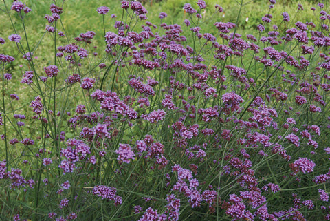 Verbena, Purple Haze