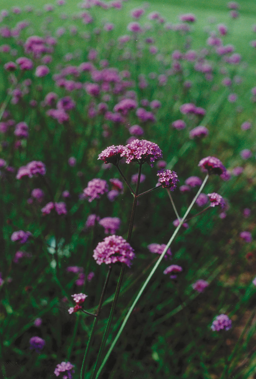 Verbena, Bonariensis