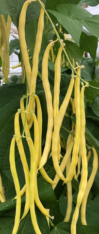Pole Bean, Sunshine