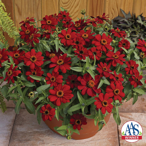 Zinnia, Profusion Red