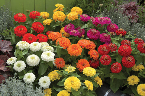 Zinnia, Preciosa Premium Mix