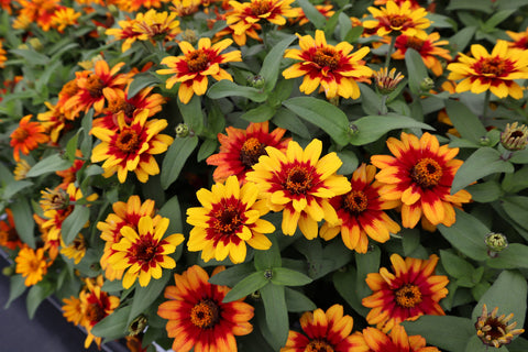 Zinnia, Profusion Red Yellow Bicolor
