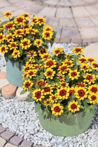 Zinnia, Profusion Red Yellow Bicolor