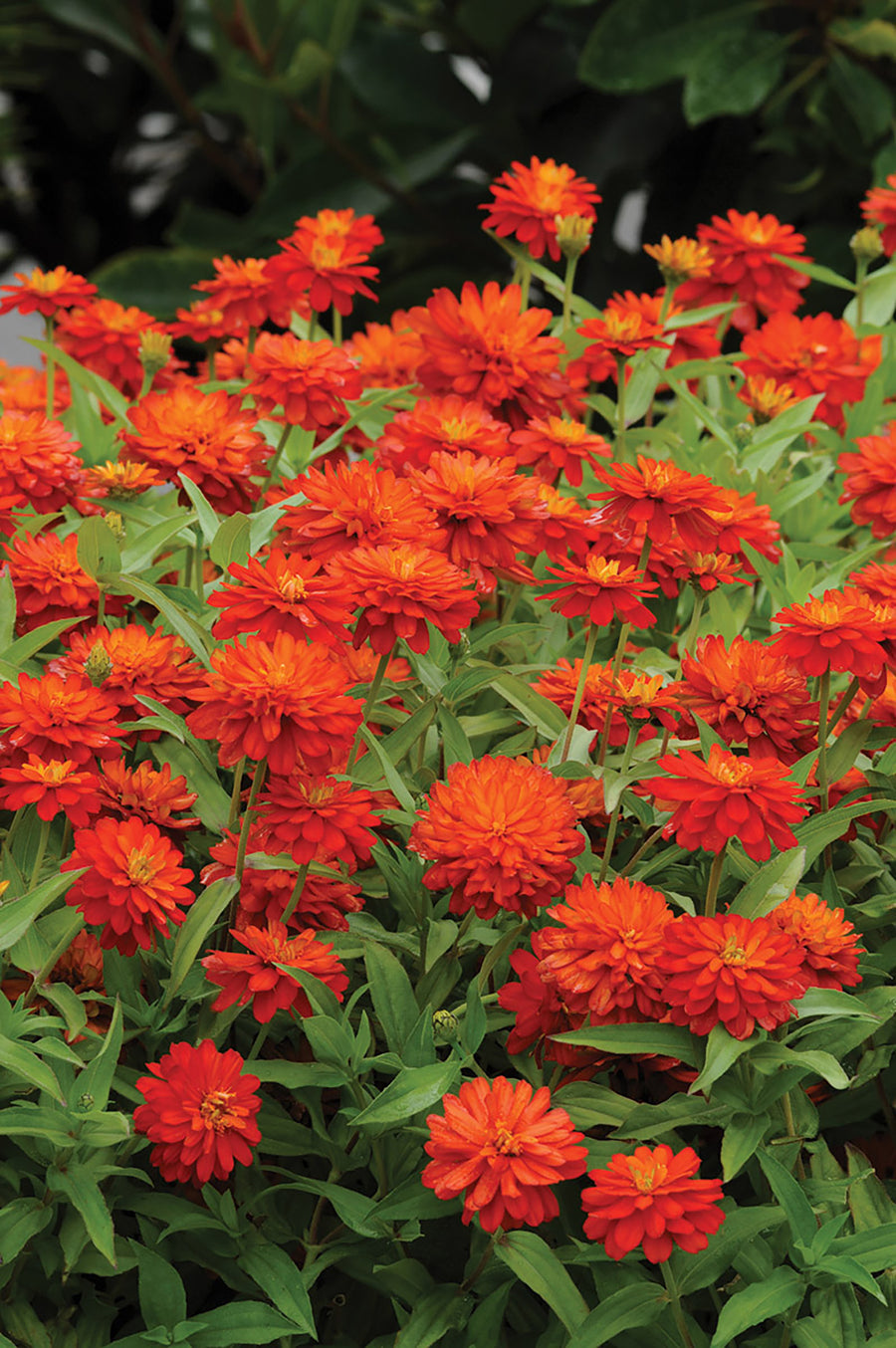 Zinnia, Zahara Double Fire