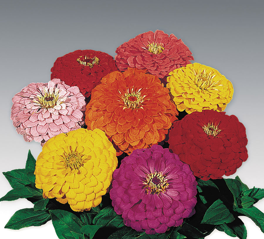 Zinnia, Benarys Giant Mix