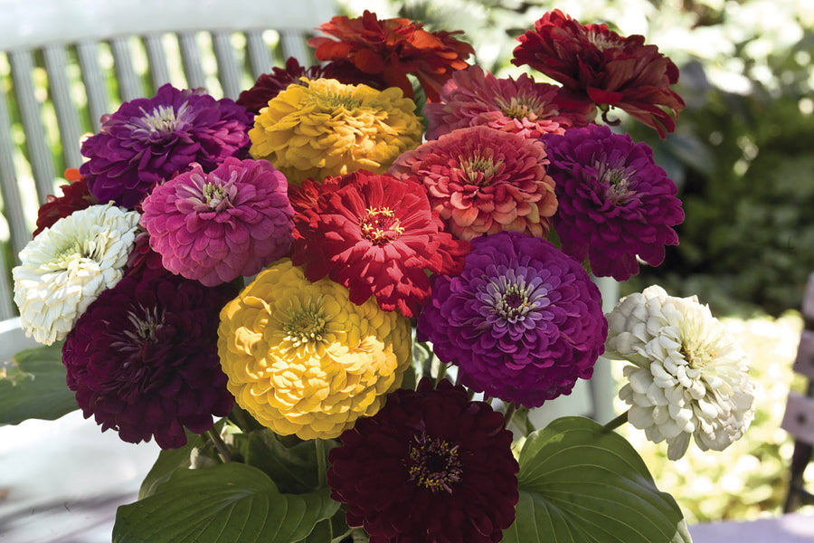 Zinnia, Benarys Giant Mix