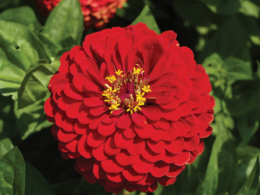 Zinnia, Benary's Giant Scarlet