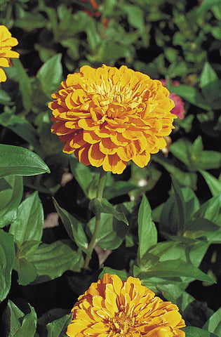 Zinnia, Benary's Giant Yellow