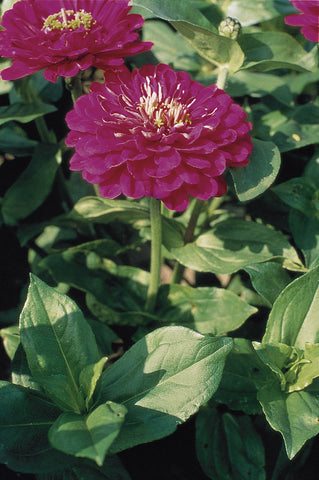 Zinnia, Benary's Giant Purple