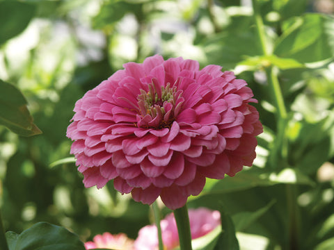 Zinnia, Benary's Giant Pink