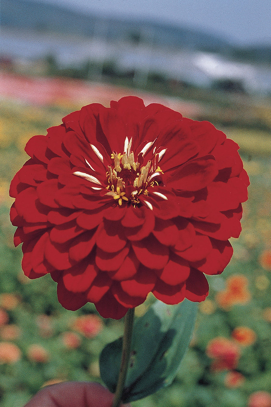 Zinnia, Benary's Deep Red