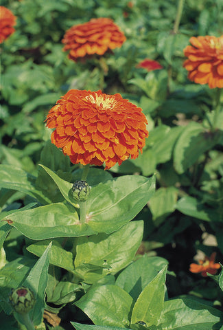 Zinnia, Benary's Giant Orange