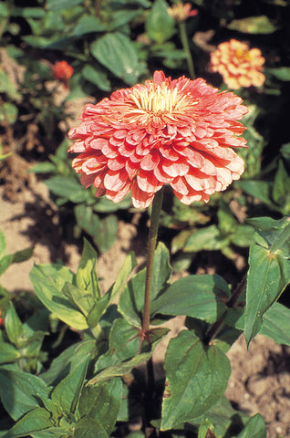 Zinnia, Benary's Giant Salmon Rose