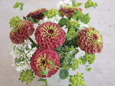 Zinnia, Queeny Red-Lime