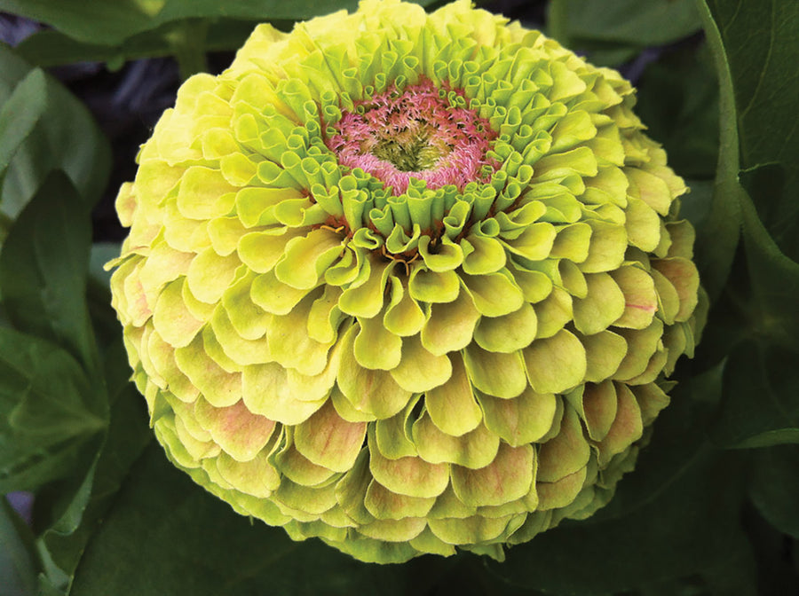 Zinnia, Queeny Lime-Blush