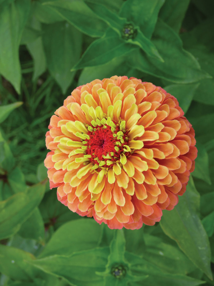 Zinnia, Queen Lime Orange