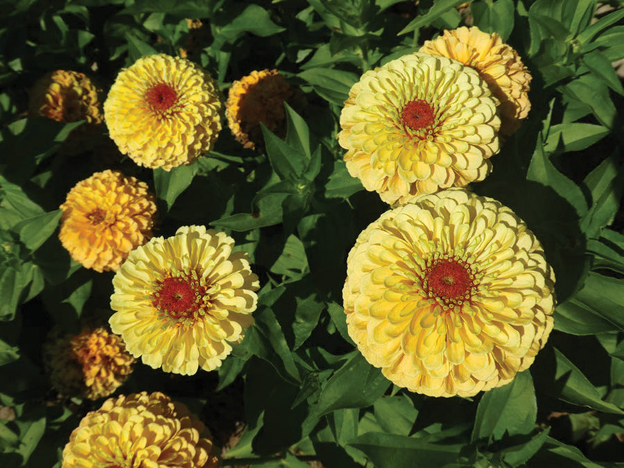 Zinnia, Queeny Lemon-Peach