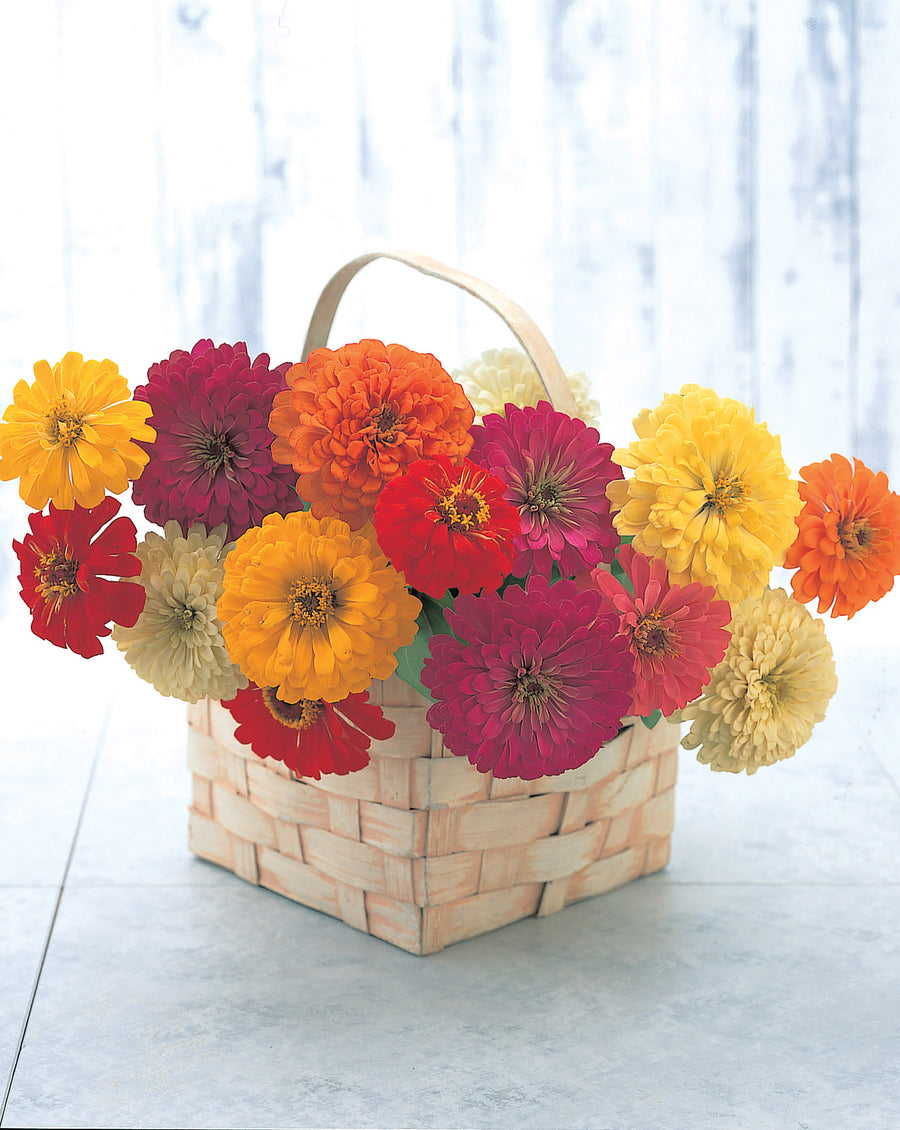 Zinnia, Sunshine Mix