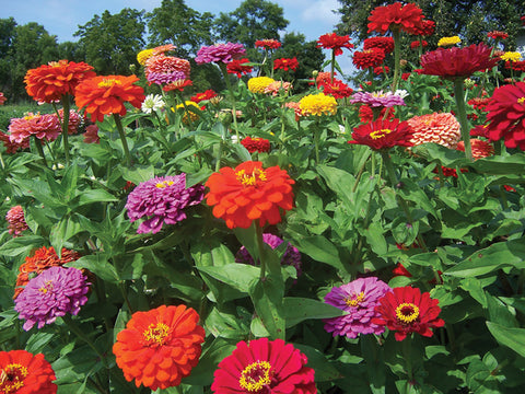 Zinnia, Dahlia Mix