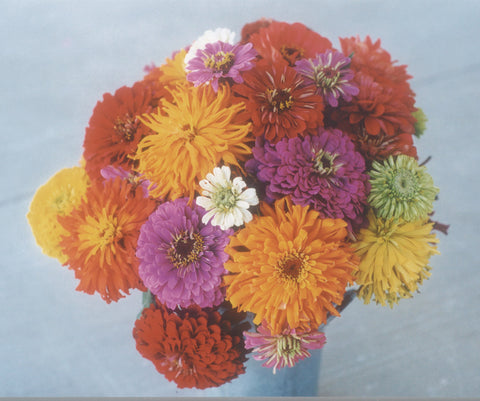 Zinnia, Giant Flowered Mix