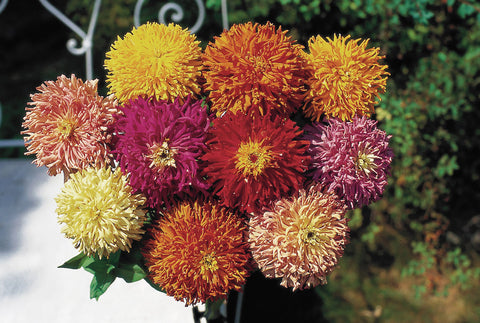 Zinnia, Cactus Flowered Mix