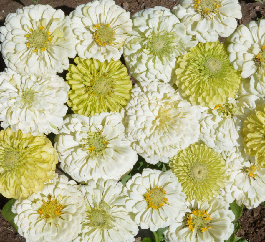 Zinnia, Key Lime Pie Mix