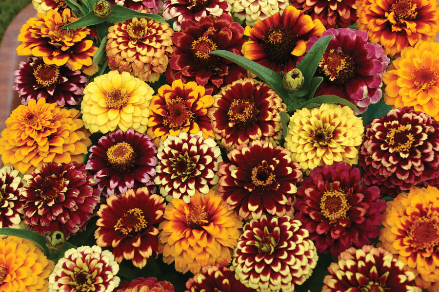 Zinnia, Jazzy Mix