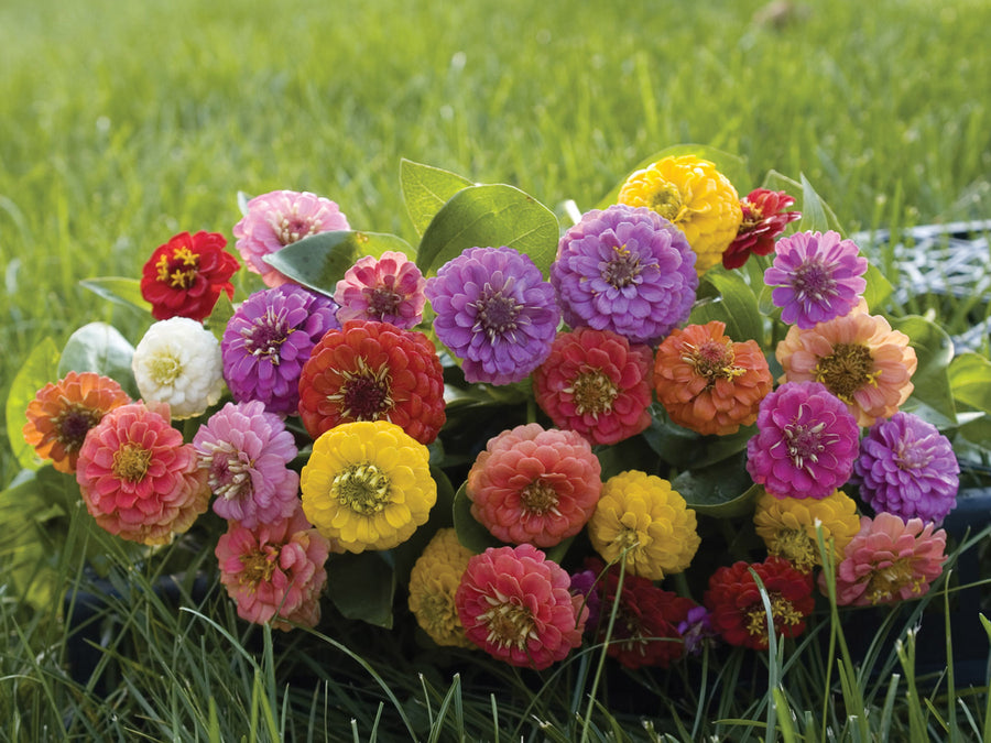 Zinnia, Lilliput Formula Mix