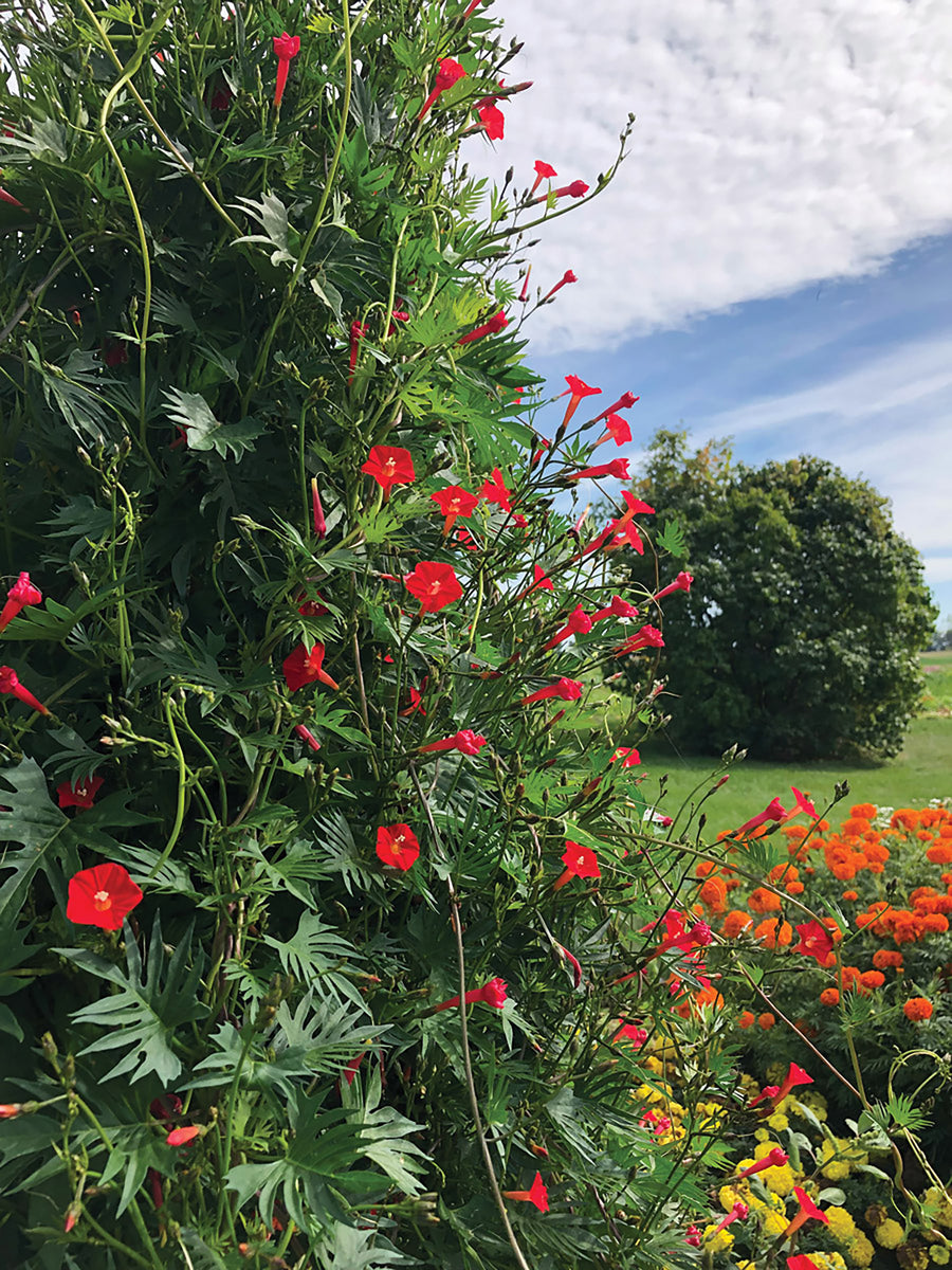 Climbers, Red Multifida