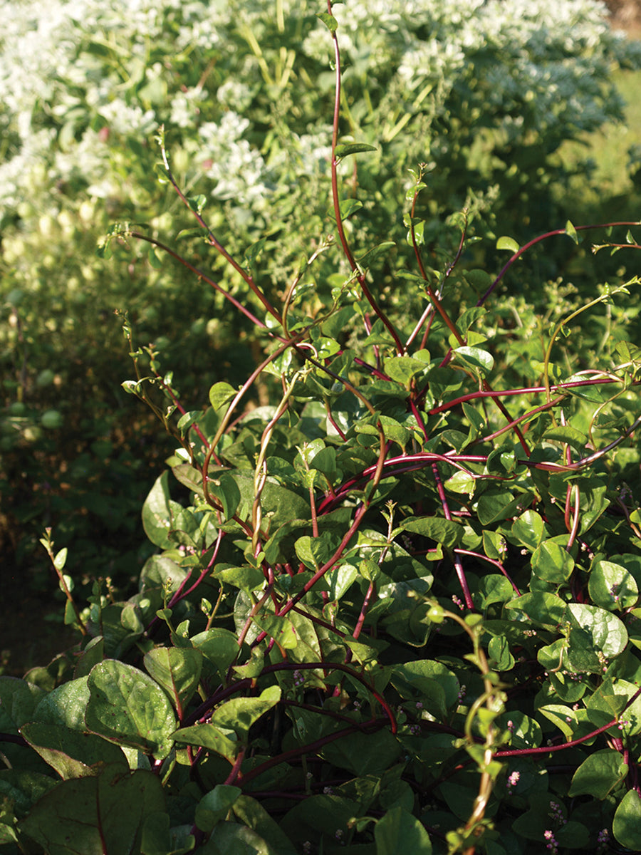 Climbers, Red Malabar Spinach