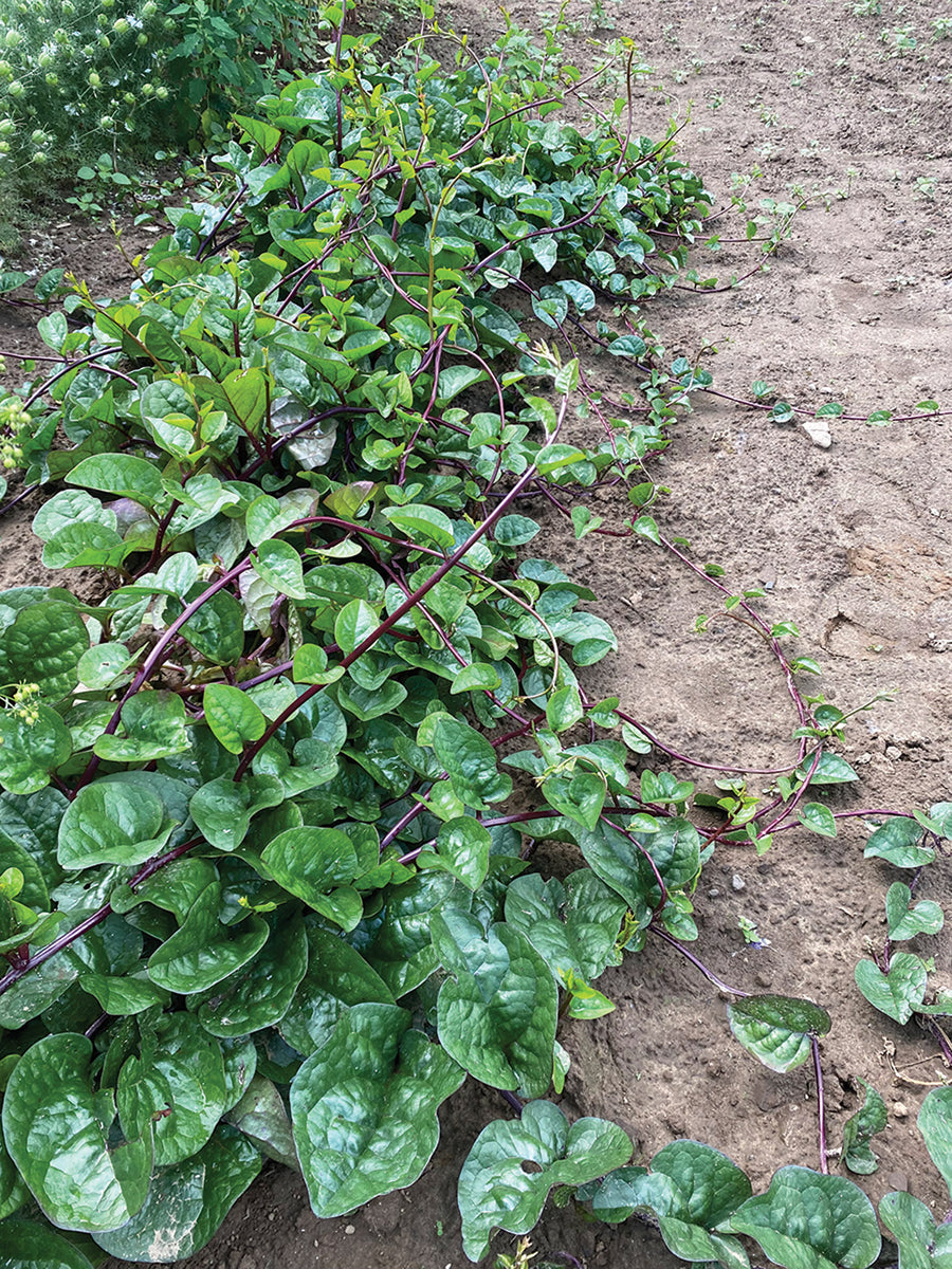 Climbers, Red Malabar Spinach