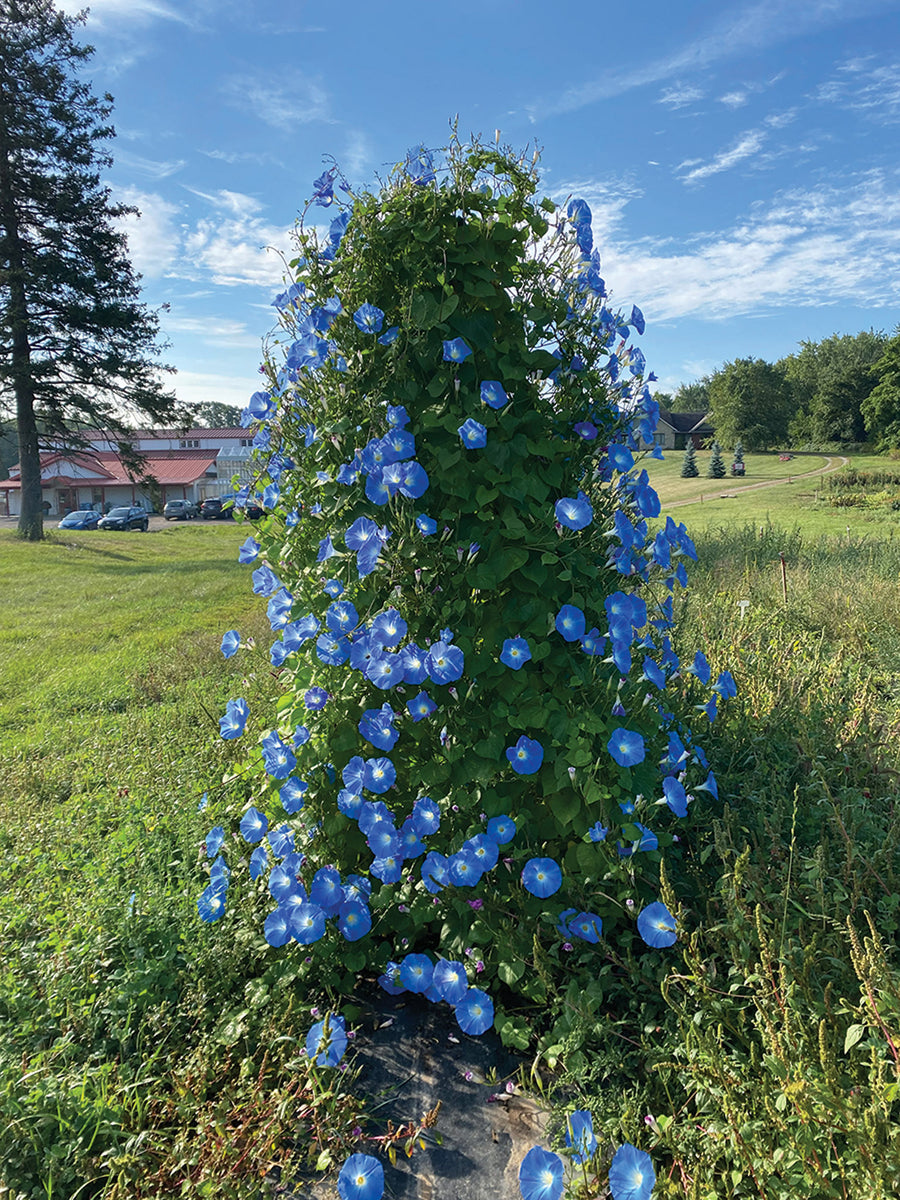 Climbers, Blue Bagua