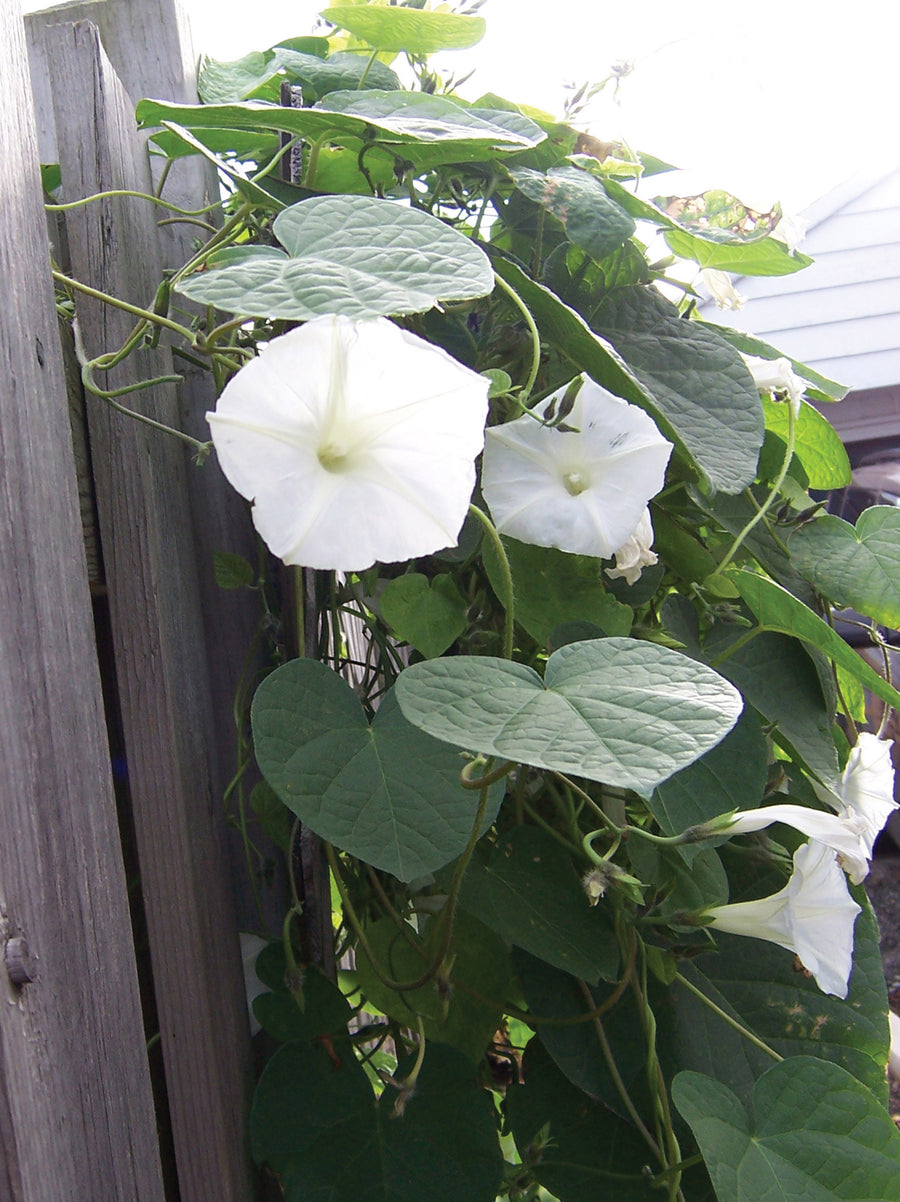 Climbers, White Moonflower