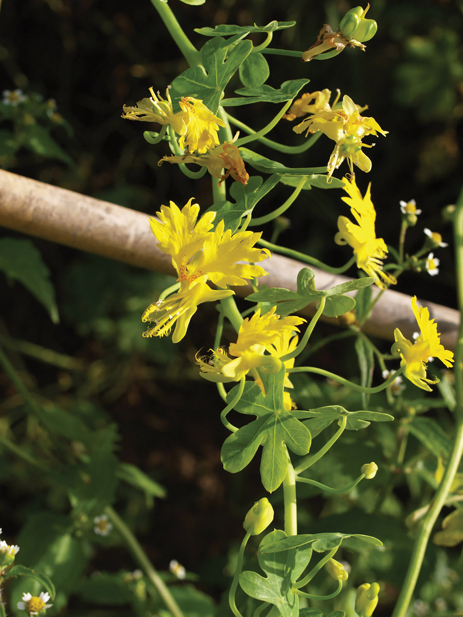 Climbers, Canary Bird Vine